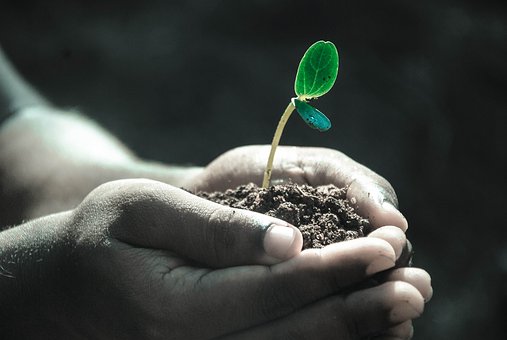 hand seed