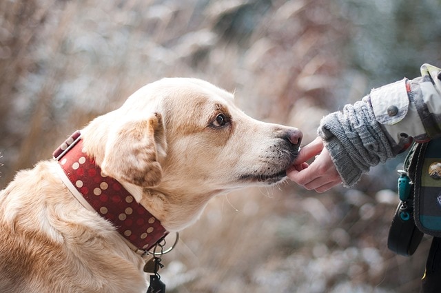 CBD Oil For Dogs