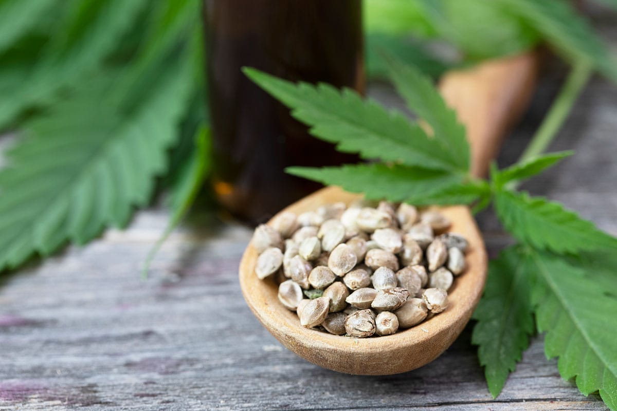 hemp seeds in a wooden spoon. Can CBD Cream Help Back Pain? Buy hemp oil online USA.