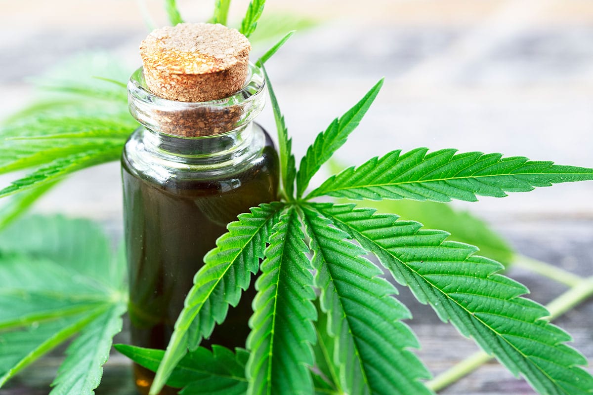 cannabis oil full-spectrum and hemp leaves. How to use cbd oil for anxiety.