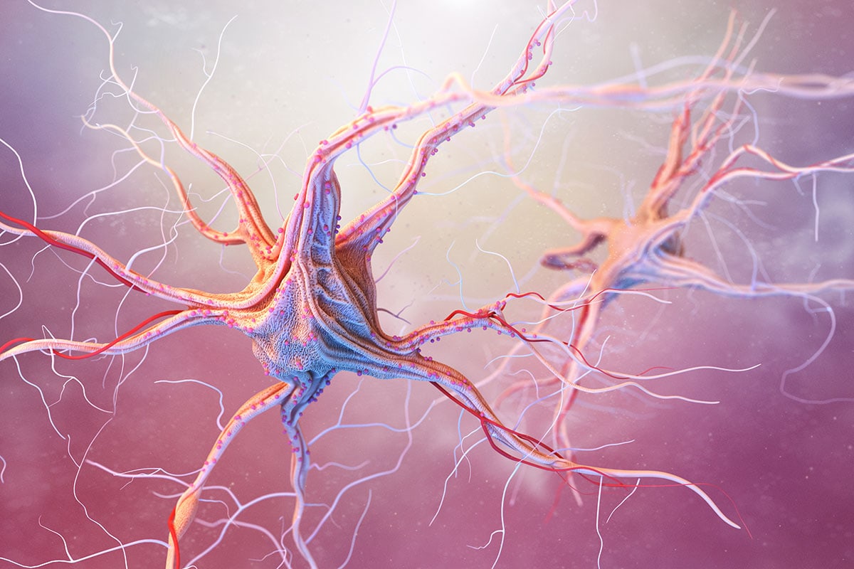neurons and nervous system. How does cbd work? How to use cbd oil for anxiety. What is the best CBD oil?